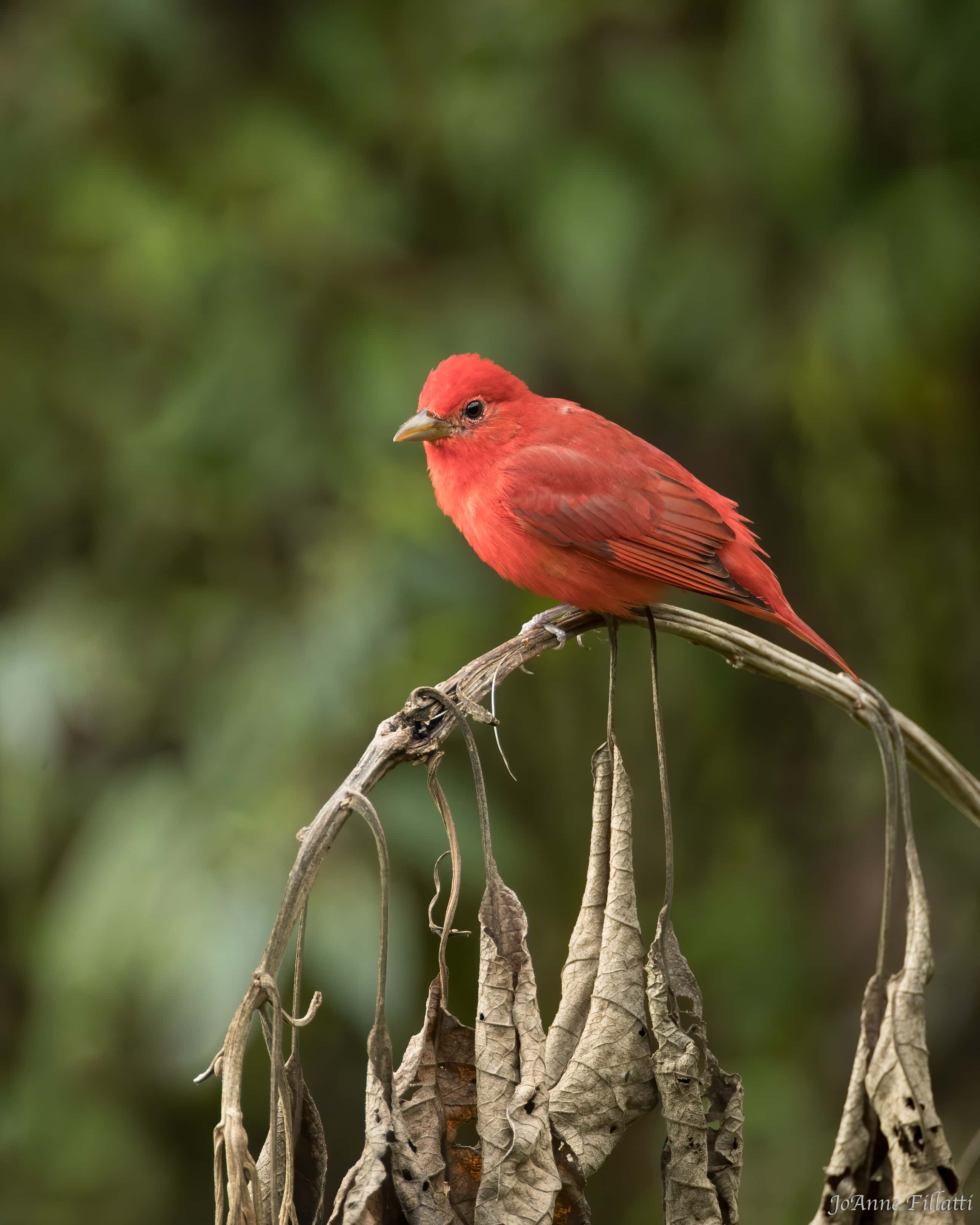 bird of colombia image 23